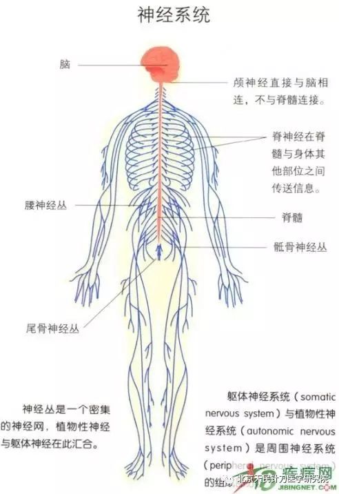 针灸伤到神经怎么办