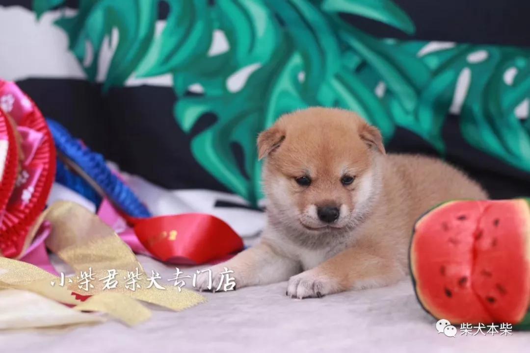 柴犬属于小型猎犬,因此食量上不会太大.