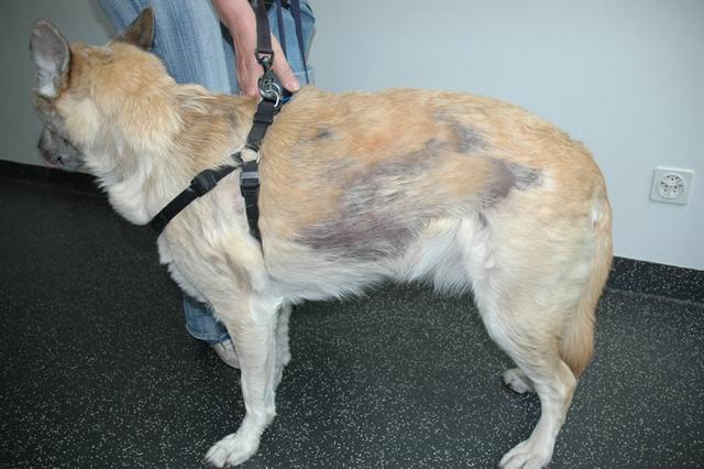 什么是脂溢性皮炎狗狗经常挠自己就证明它患上脂溢性皮炎吗
