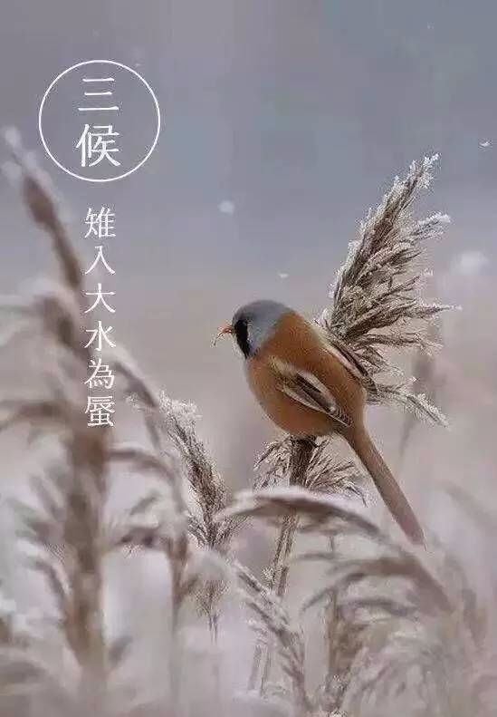 立冬三候——雉入大水为蜃