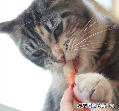 猫咪怎么才能不胖 528be760319c4c279d183b7aaa1c3565.jpeg