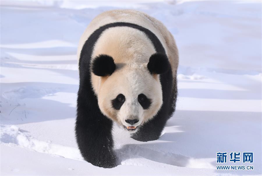 大熊猫雪后“撒欢”