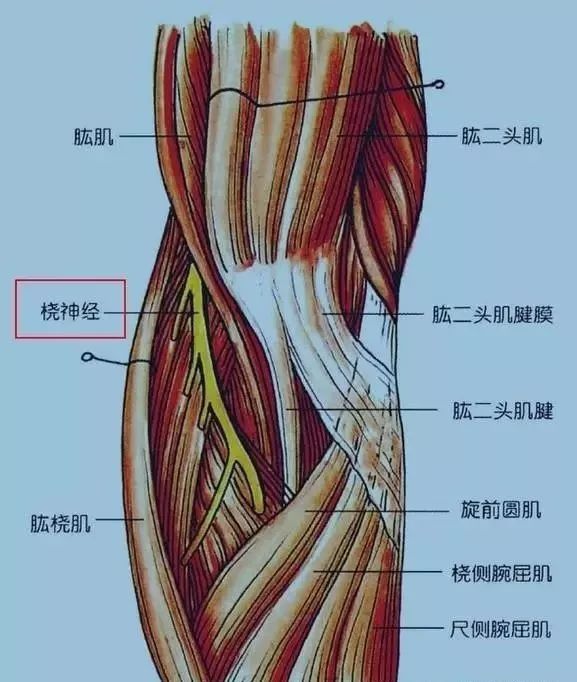 针灸伤到神经怎么办