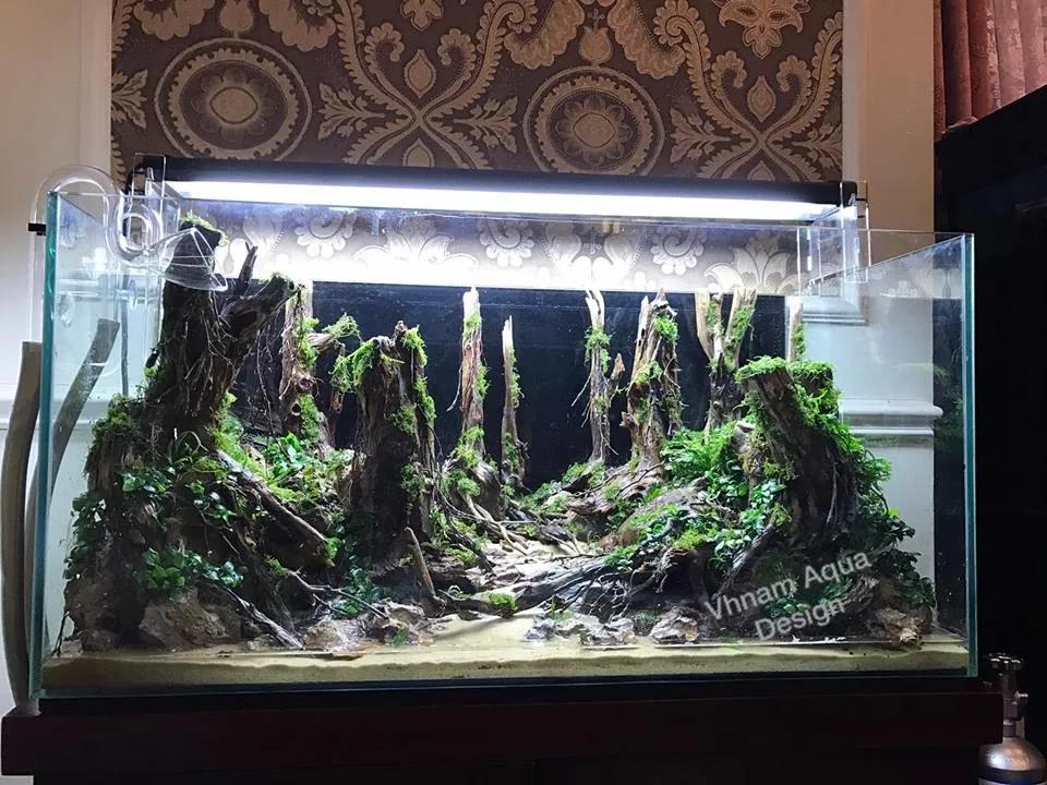 本色水景水草造景中最牛的森林景观是如何做出来的生态鱼缸造景加盟