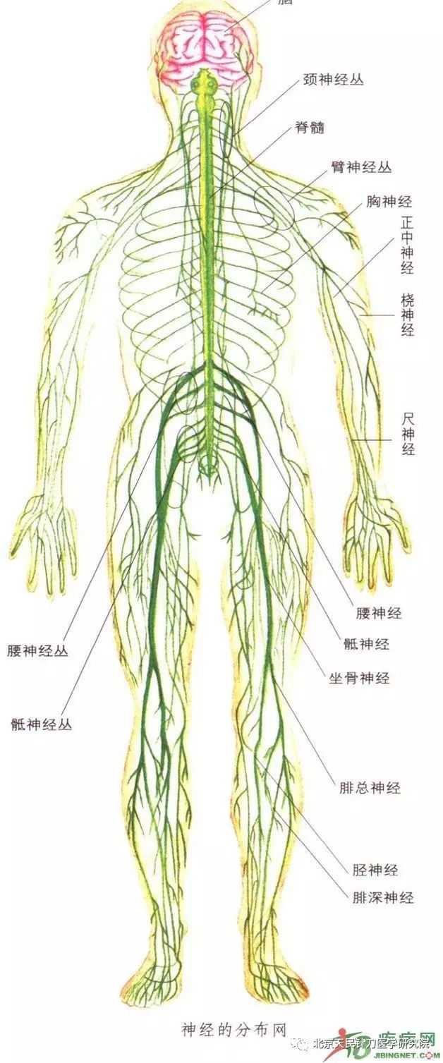 针灸伤到神经怎么办