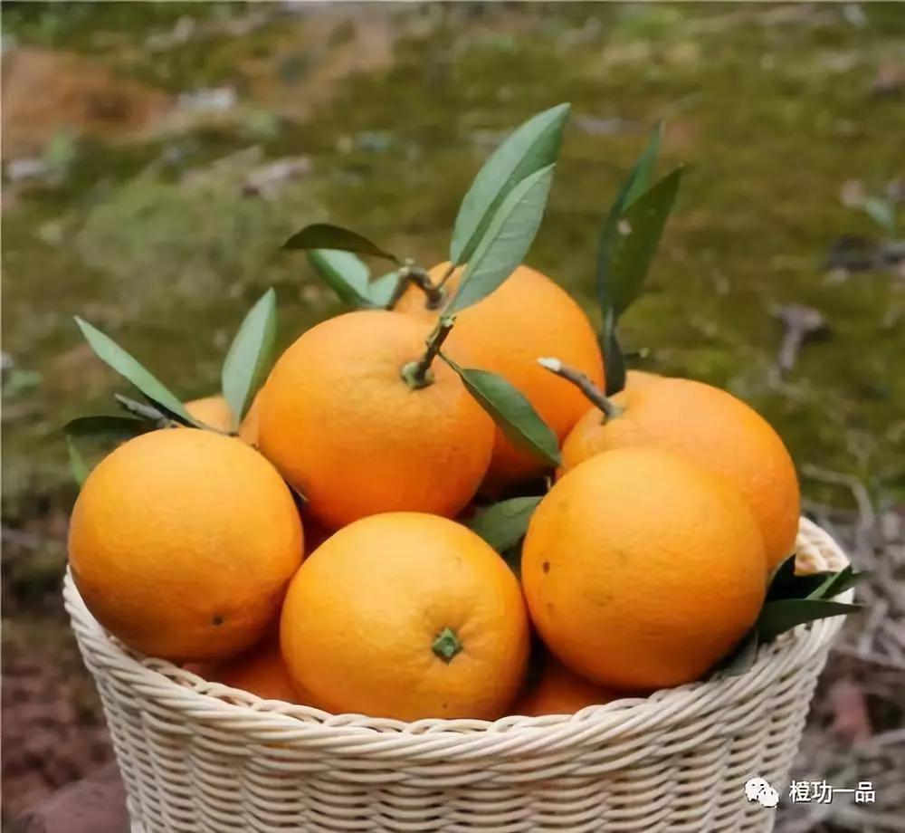 橙功一品之 秭归脐橙为什么卖的这么火?