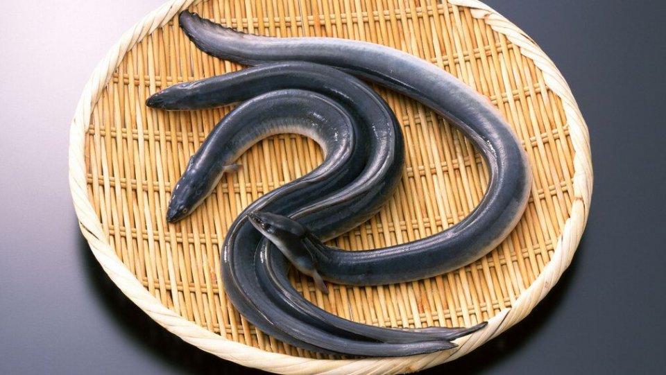 梦境解析，挑逗蛇的诱惑与右手大拇指甲出血的警示