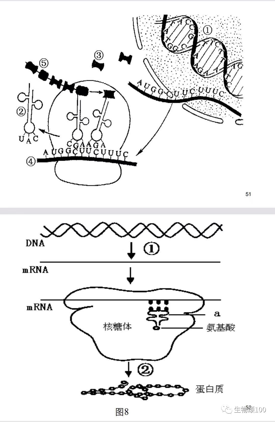 高中生物常考图例整合l收藏版