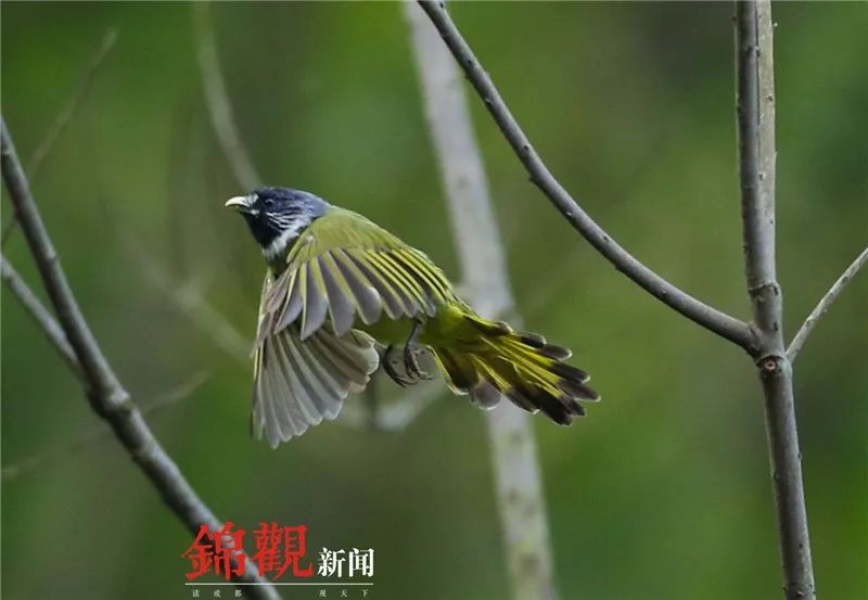 黑头鹎灰椋鸟红嘴蓝鹊观鸟在经济学,社会学,生态学,人类学层面都有不