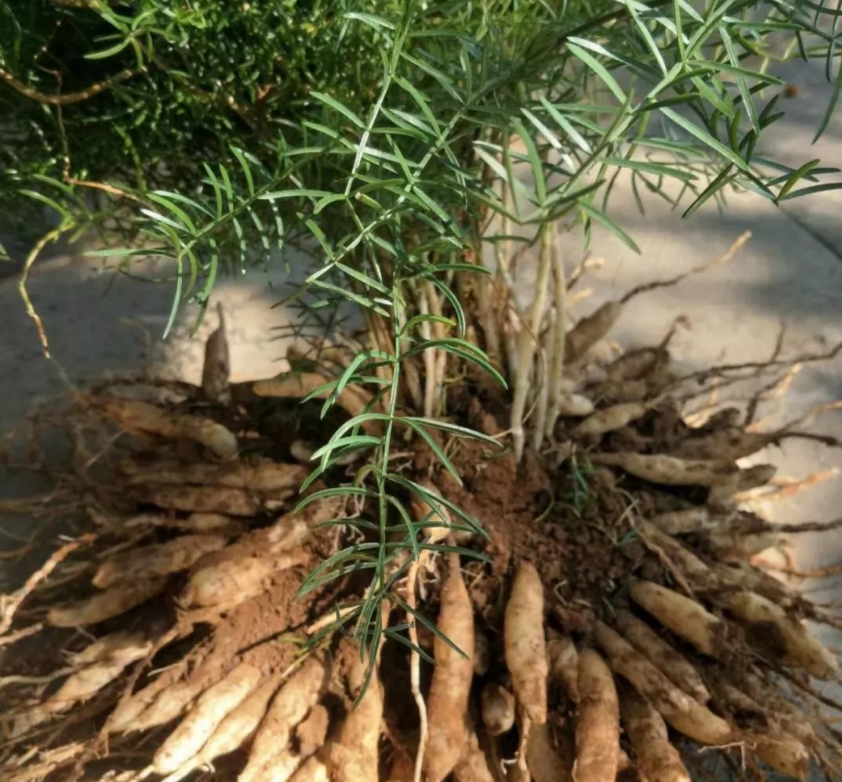 中药材天冬种植前景及种植技术分析