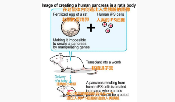 日本正式批準「人獸雜交」實驗，有何目的?科學家：為了人類好 寵物 第4張