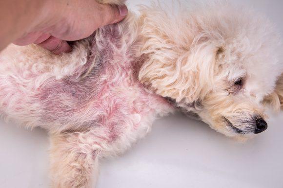 什么是脂溢性皮炎狗狗经常挠自己就证明它患上脂溢性皮炎吗