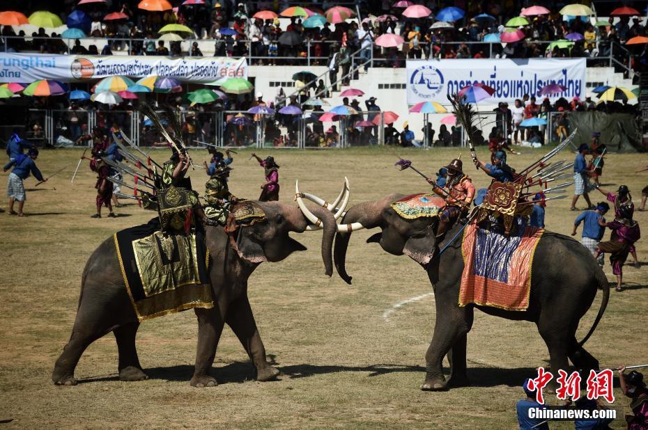 泰国素林府大象节场面宏大重现古代骑象打仗