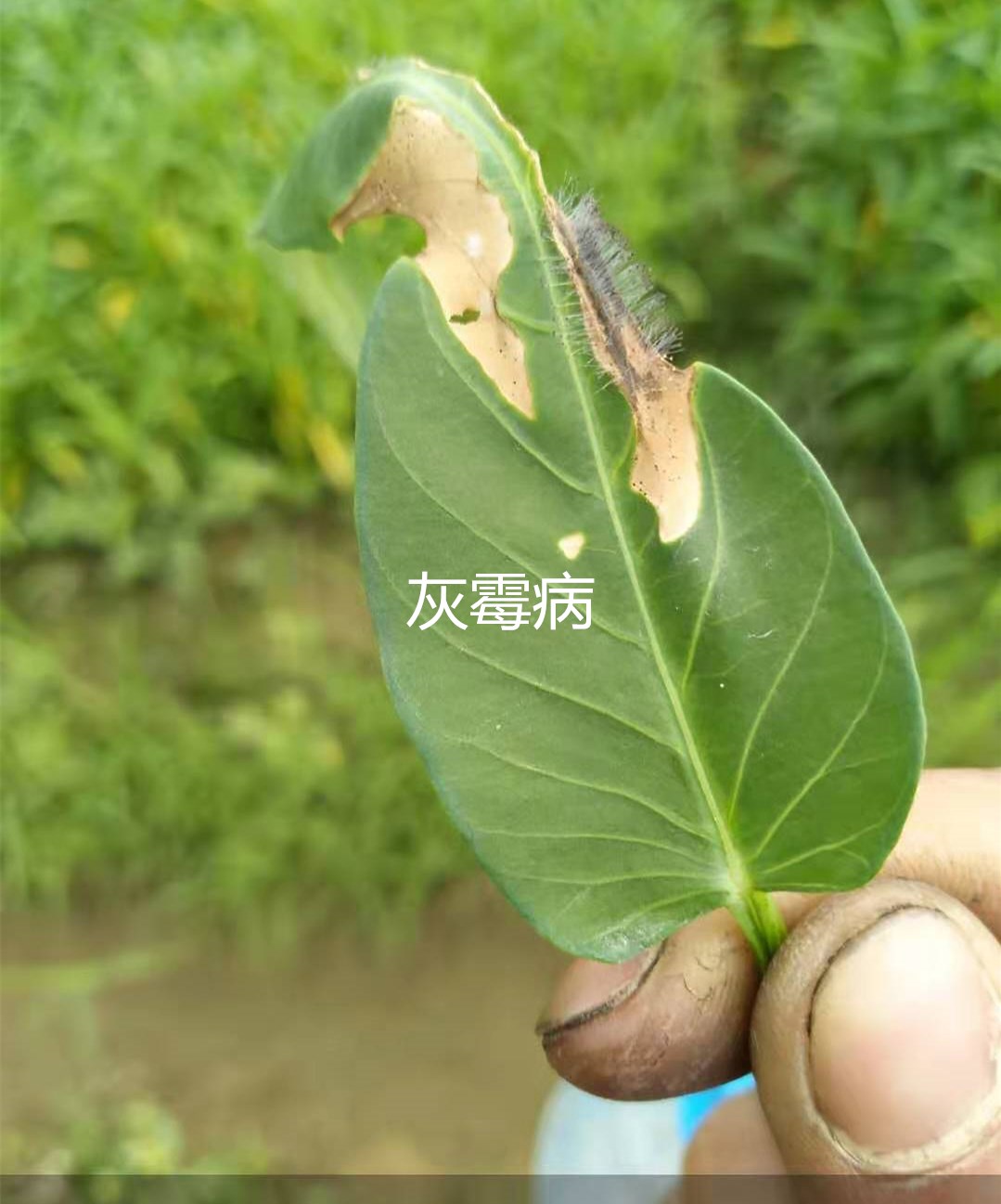 5.蕹菜灰霉病病斑:主要为害叶片和茎.