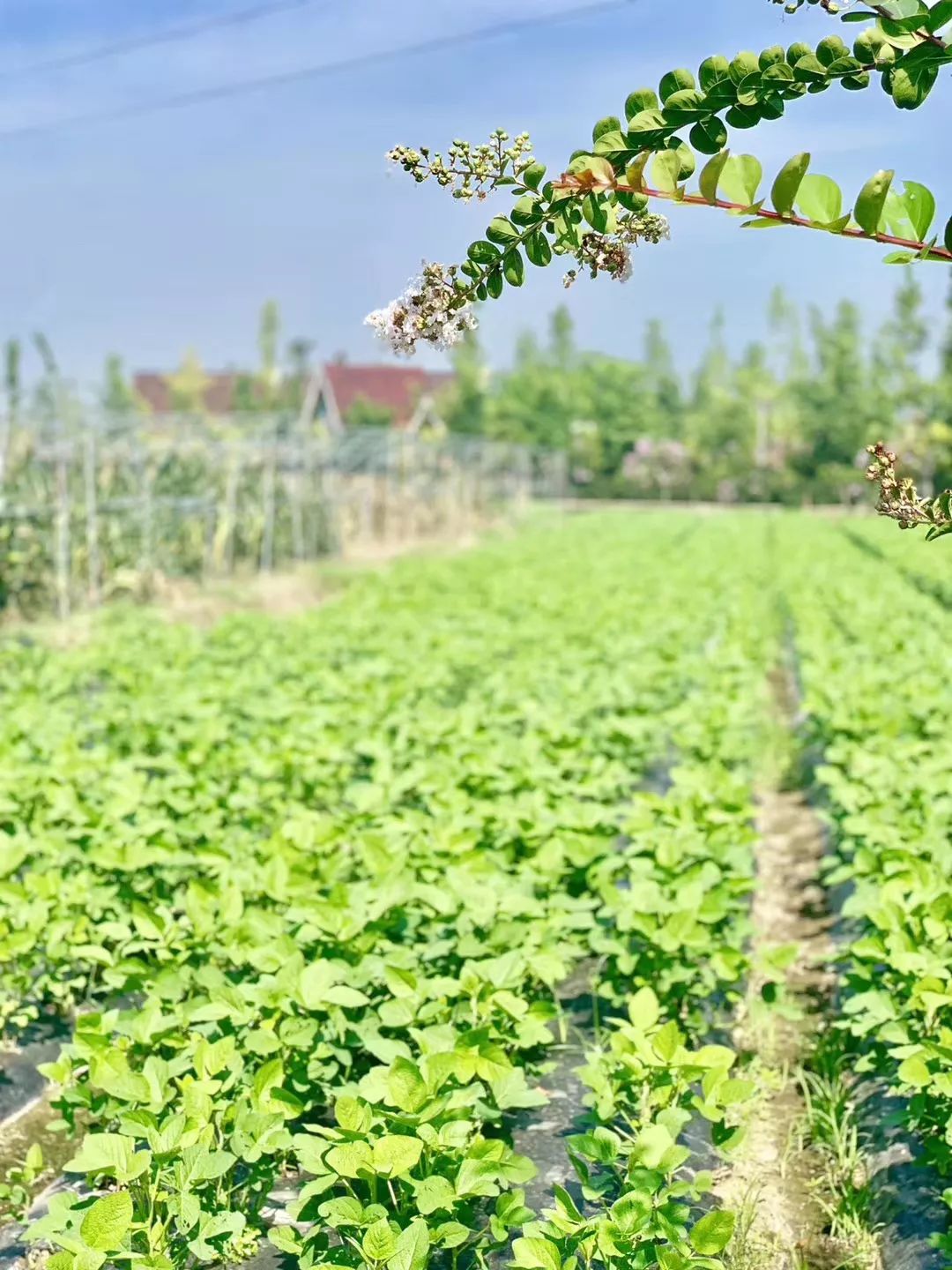 田园的生活音乐 c9dd156543484977a61ce9b100f77856.jpeg