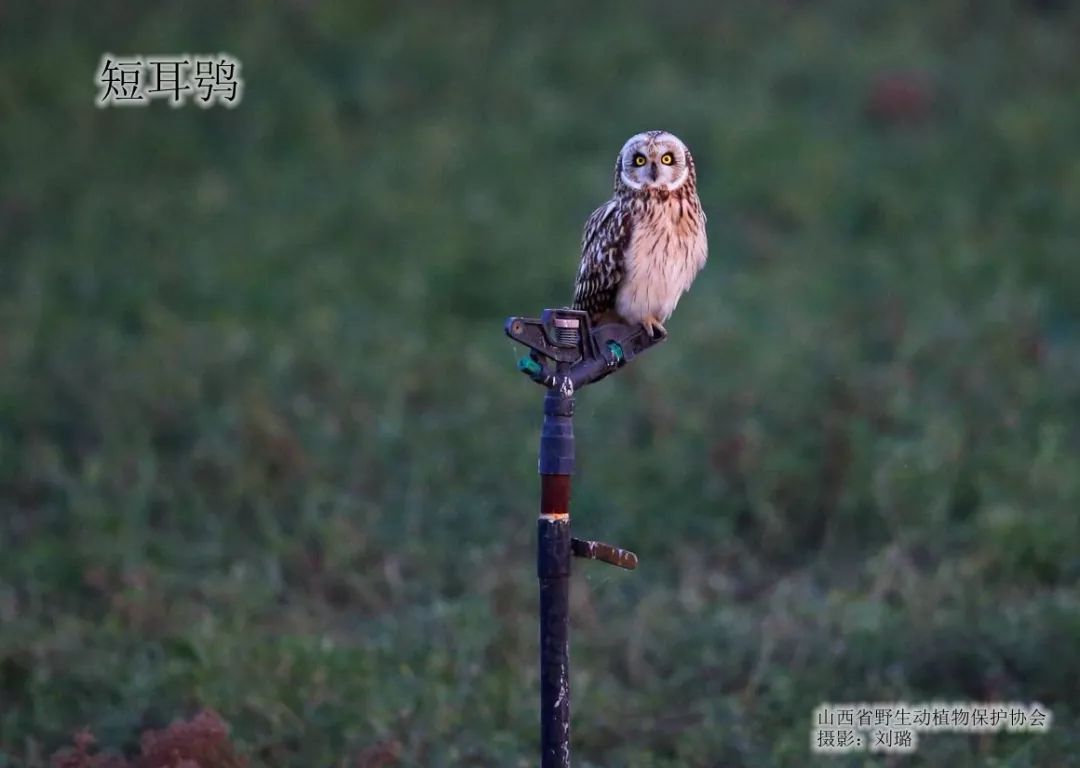 自由飞翔的鸟有虫吗 cb5d3d181be647ddb562177f4b9f366b.jpeg