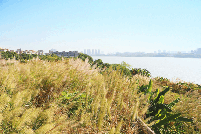 蒹葭苍苍,芦苇像一幅如梦如幻的画芦苇在水中摇曳风吹皱一川逝水江边