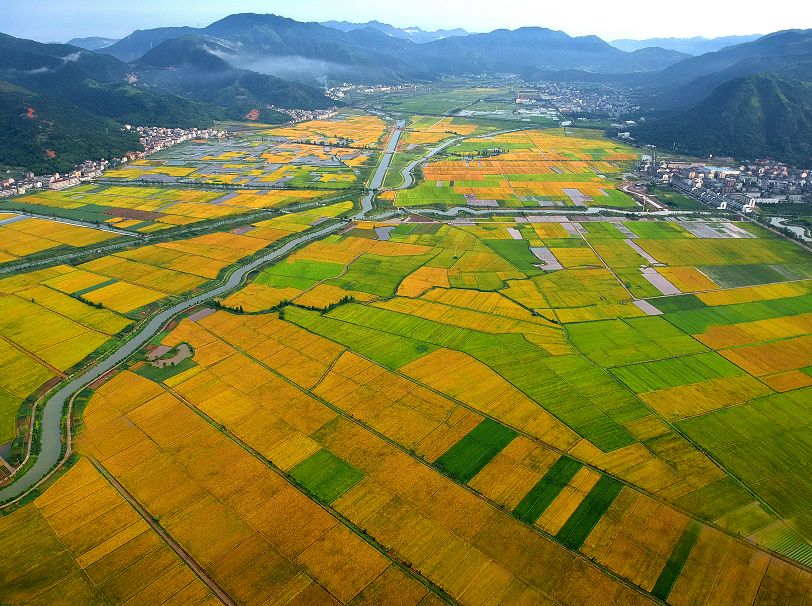 29个乡镇榜上有名 瑞安市马屿稻菜特色农业强镇,平阳县水头茶叶特色