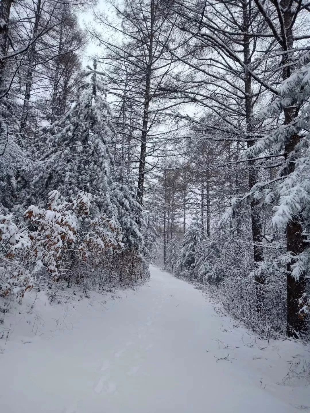 大约在冬季!欢迎您到鹤岗来看雪!