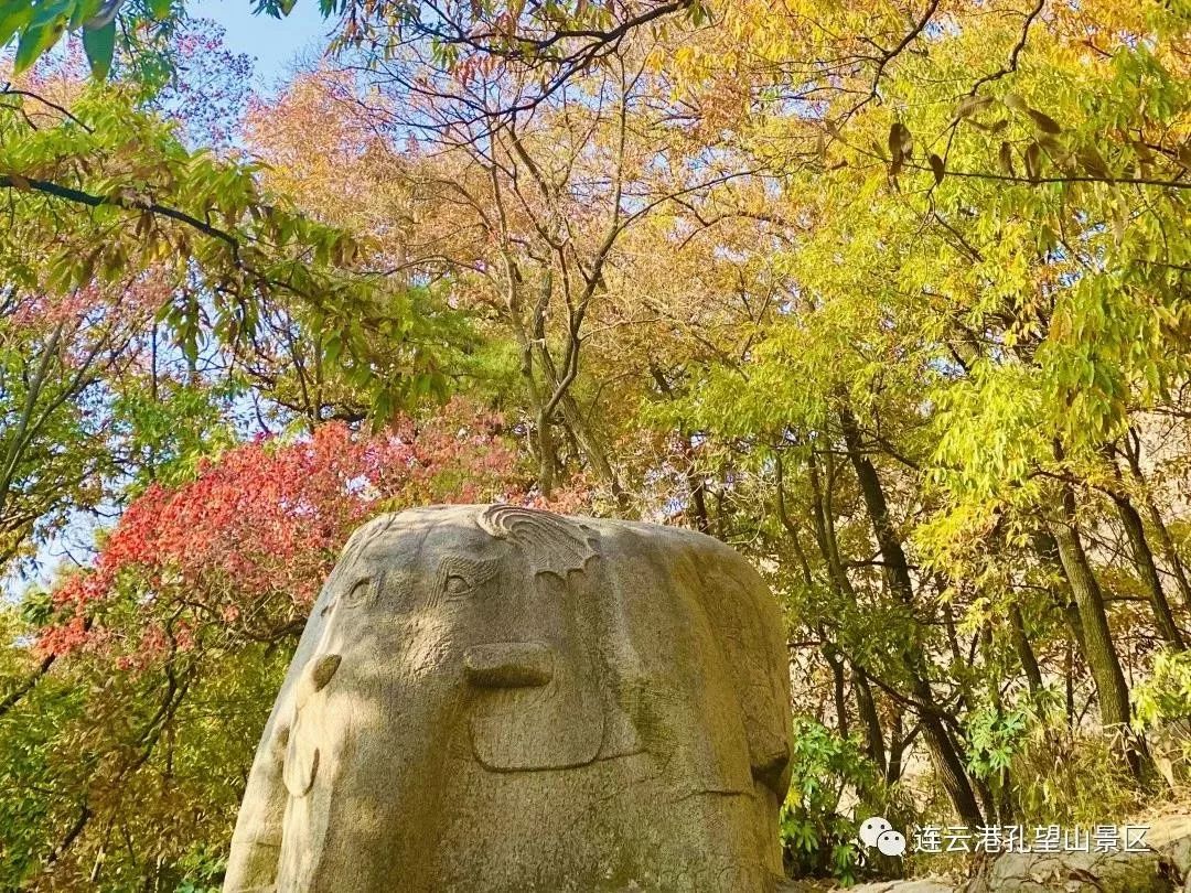 银杏不同寻常的况味更有了一丝而此时连云港的孔望山冬已立秋意未止