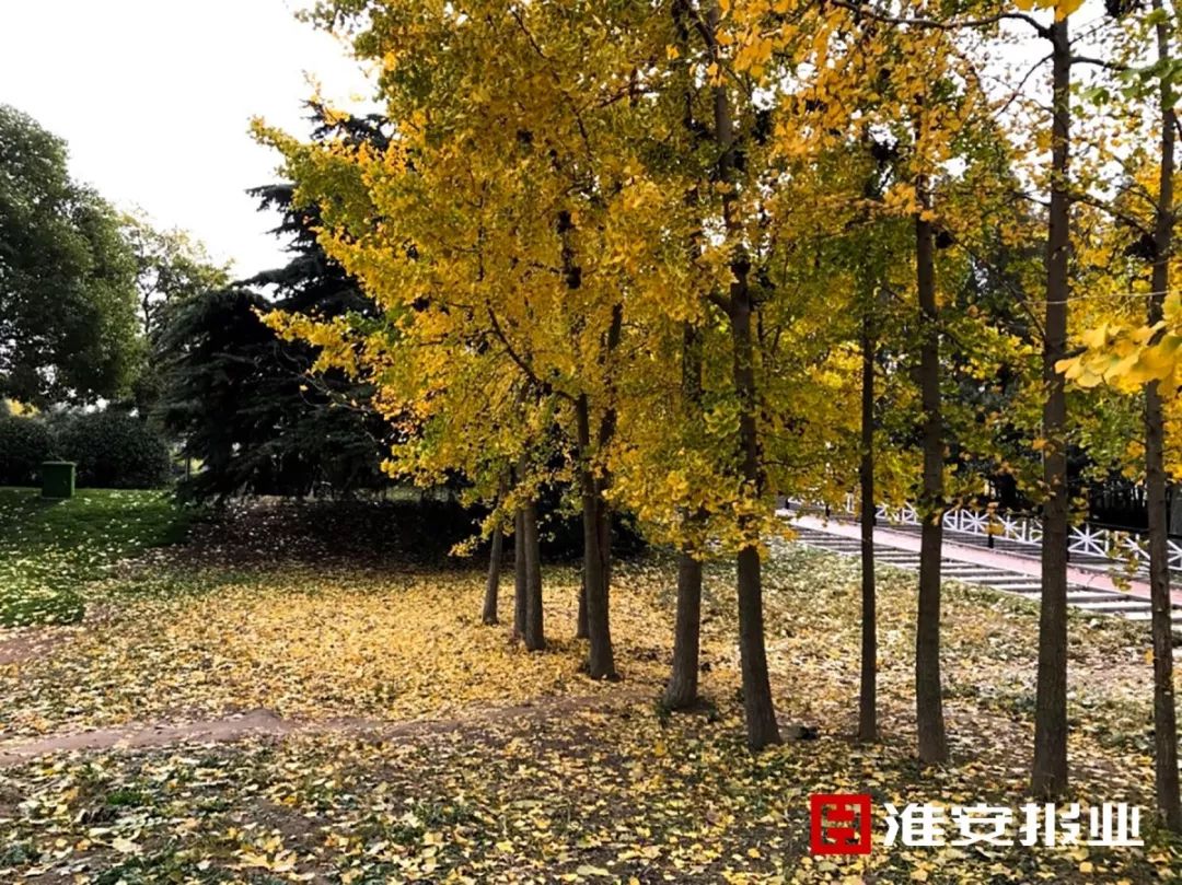 榆树人口有多少人口_榆树盆景(3)