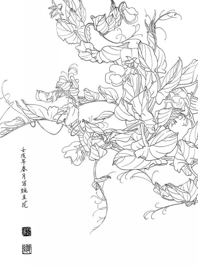 豌豆花