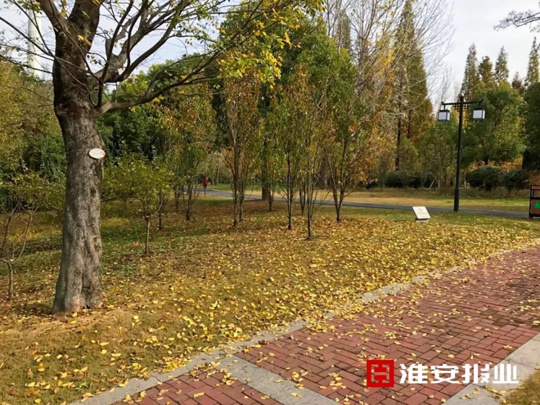 榆树人口有多少人口_榆树盆景(3)