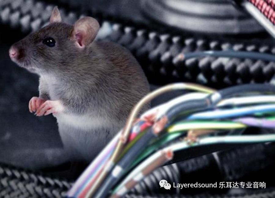 怎么抓老鼠最简单 1ce4de13068d424c8dfc81ccef97e928.jpeg