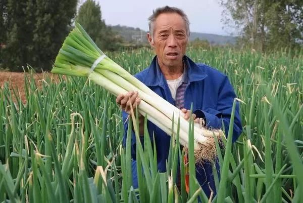 音频【亮点纷呈】大河报客户端推送报道:济源寺郎腰大葱为啥滞销变