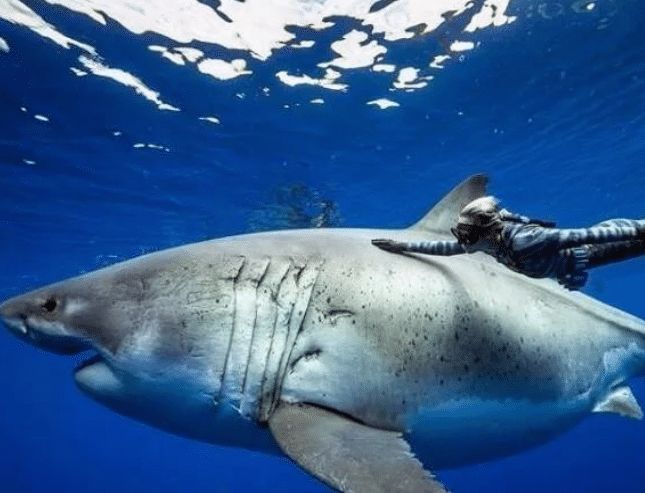 世界上现存最大的大白鲨身长六米多年龄超过半个世纪