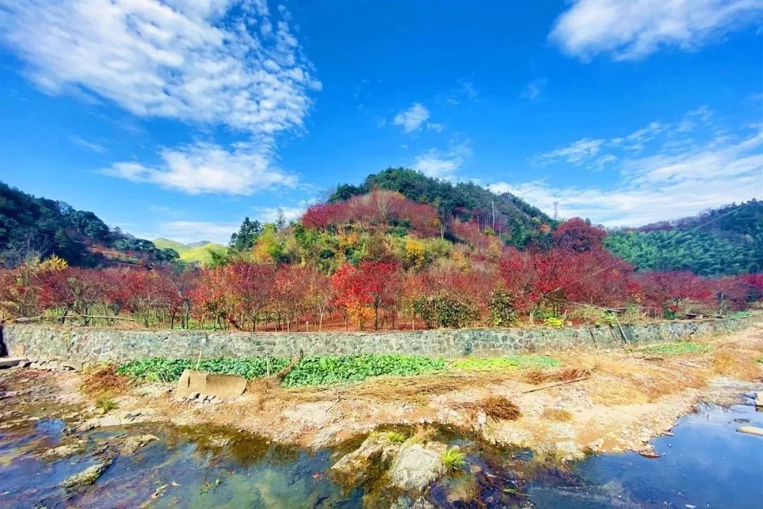 这个季节的四明山,美得不像话!