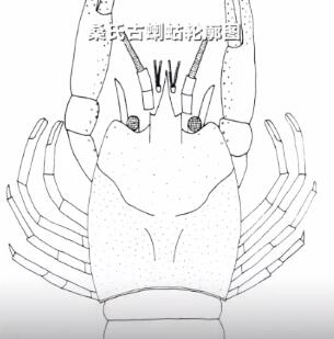 古生物学家发现罕见胃容物标本：一亿年前蜥蜴吃古代小龙虾