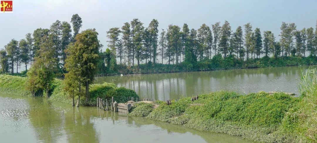 白鹭,红树林,绿道……中山这个湿地公园正加快建设!