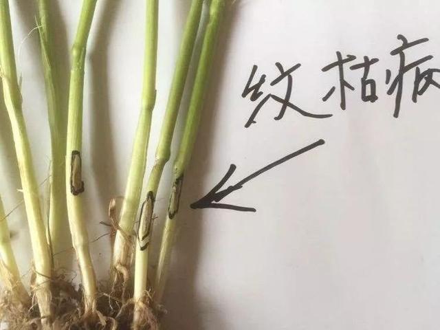 枯什么朽株成语_成语故事简笔画(3)