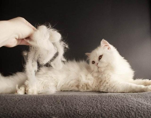 有什么方法可以不让猫咪上床 5b164b5fdc68463bb5416d334ad3bfc3.jpeg