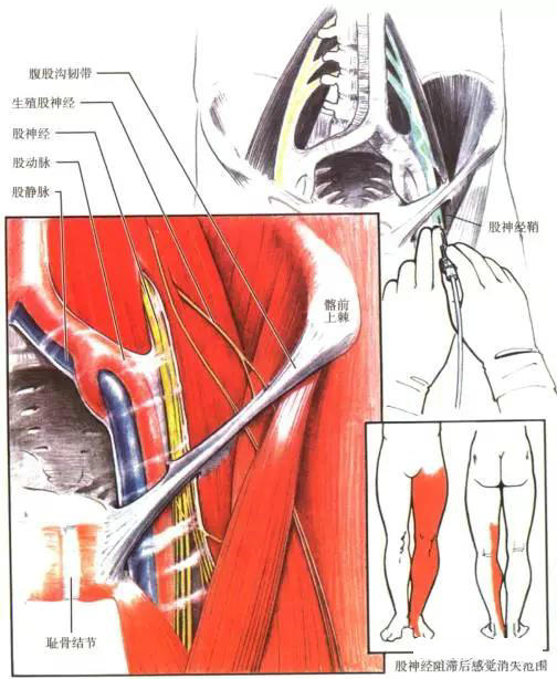 体表神经解剖股神经详解