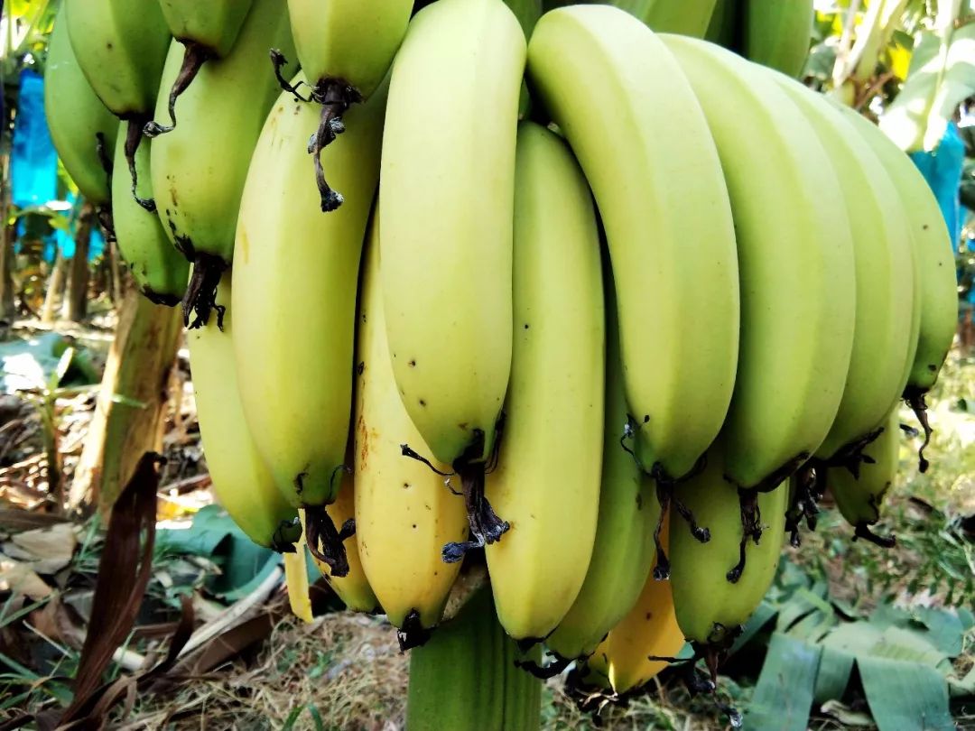 感到"蕉绿"!太和这条村1300亩香蕉成熟,可以开吃了!