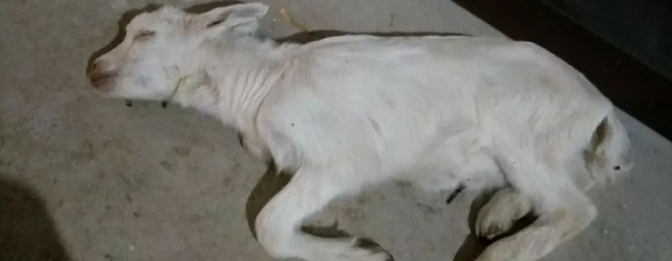 破伤风和营养不良.