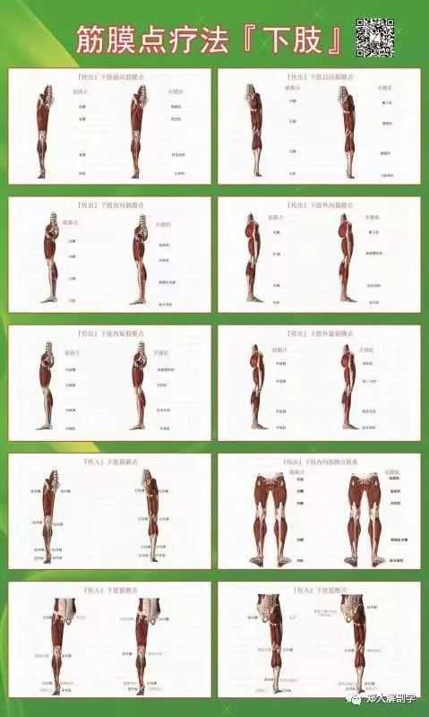 【课程同步诊疗挂图】筋膜点疗法/神经点疗法