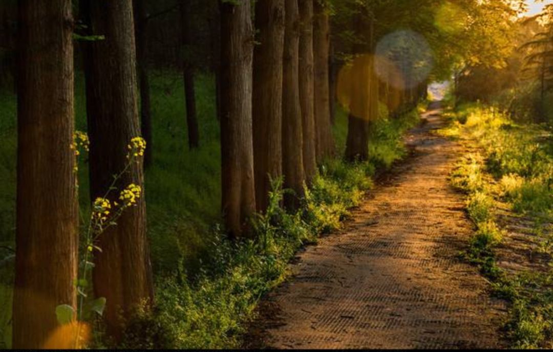 4位歌唱家饭局唱《乡间的小路》和声美呆了!这