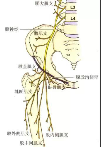 在髂凹内行走于腰大肌 与 髂腰肌 之间,发出肌支至该两肌,通过腹股沟