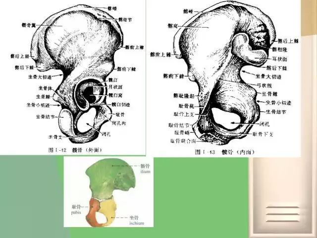 《骨盆关节的功能解剖》骨盆关节的骨头结构