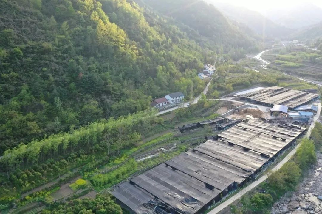 沙坝村有多少人口_云浮市镇安有多少人口