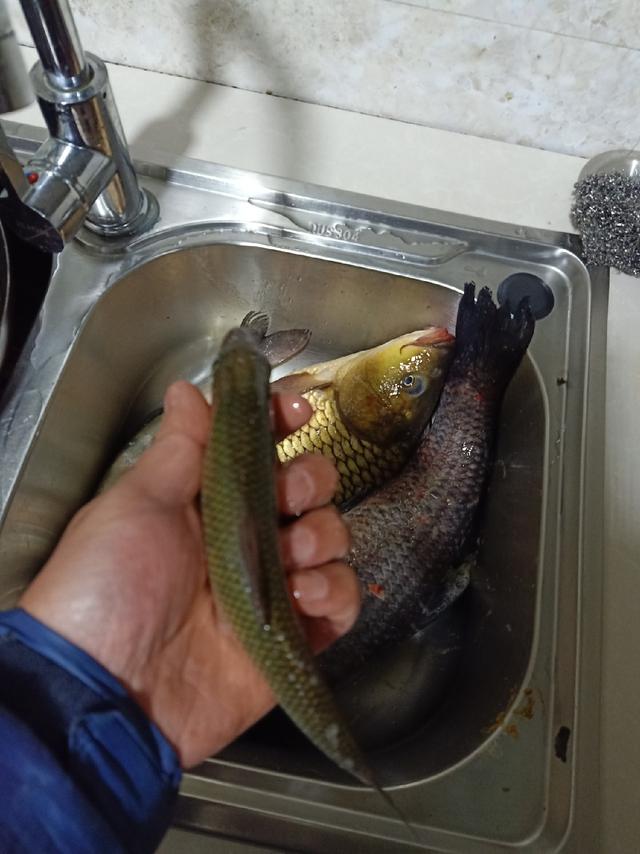 自己怎么做鱼窝料 c8b969c92c994ec592a0a6031c00f2c2.jpeg