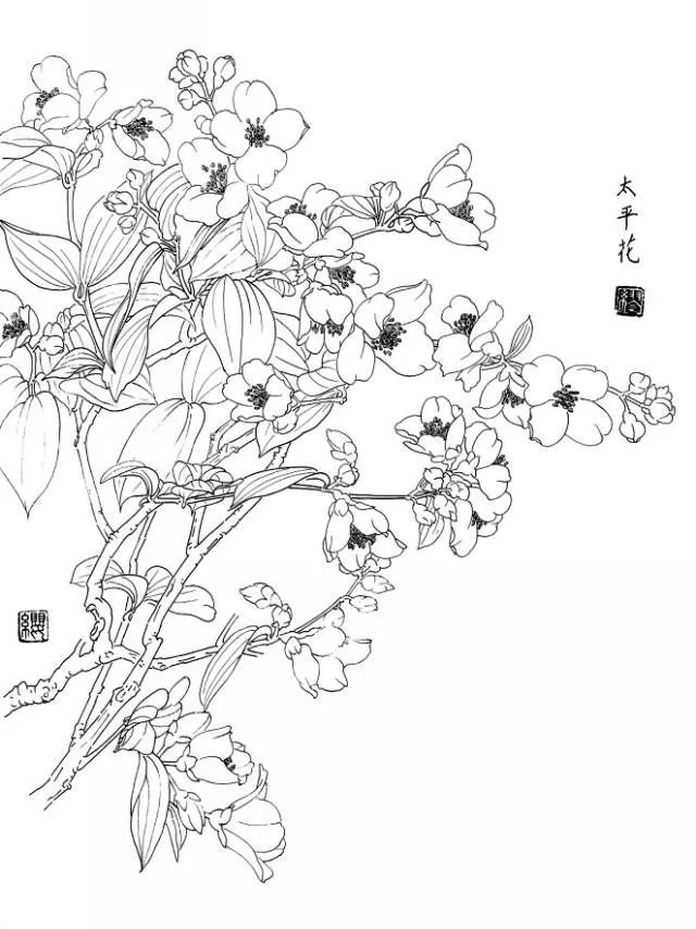 白描花卉写生范本百花谱