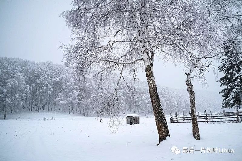 一路颤颤惊惊,终于抵达了禾木.