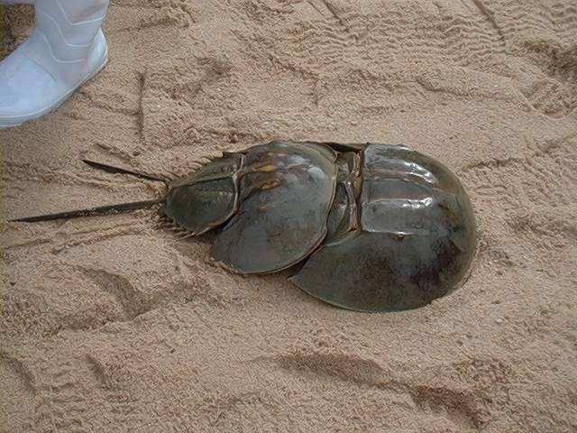 蓝色血液的动物叫什么 cd170df780db423798d033a2dbcb71be.jpeg