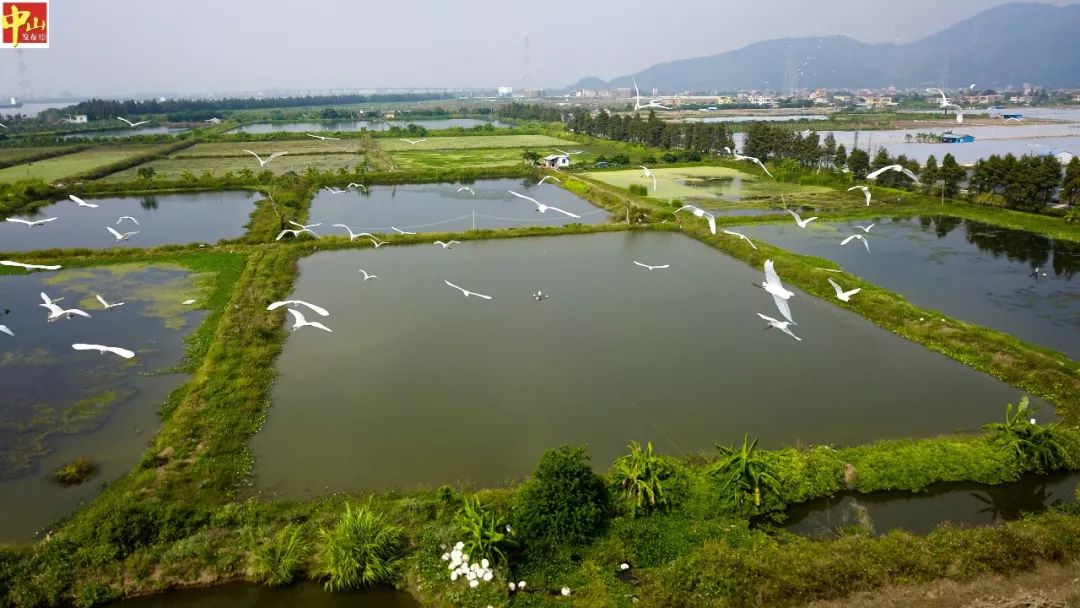 白鹭红树林绿道中山这个湿地公园正加快建设