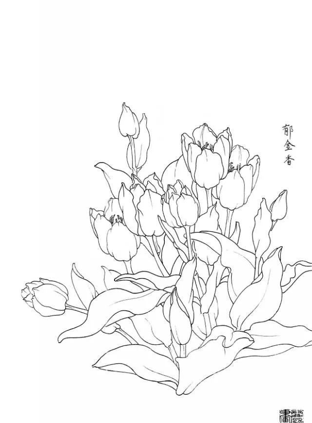 白描花卉写生范本百花谱