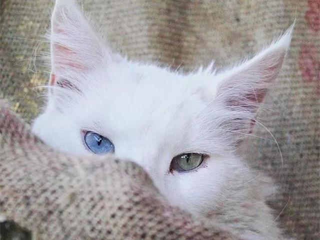 根据这一解释我们能够得出,猫咪白毛这件事本身是一个白化现象